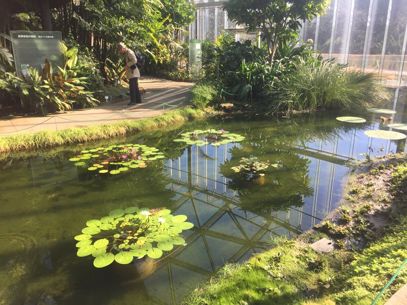 Shinjuku-Gyoen-Greenhouse7