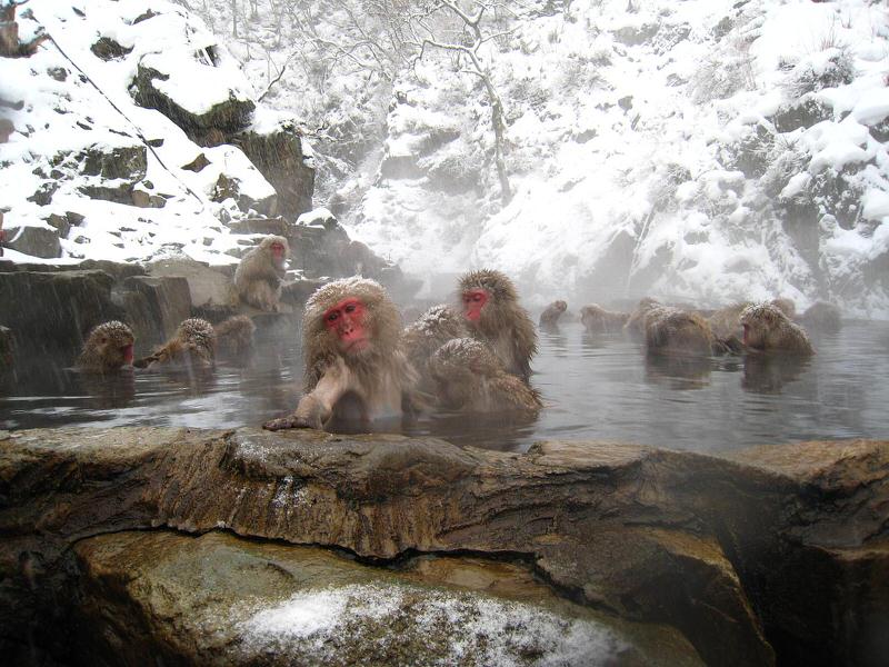 snow-monkey1