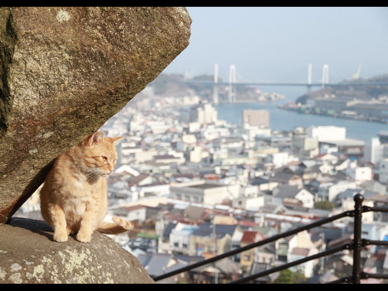 cat-street-view-onomichi1