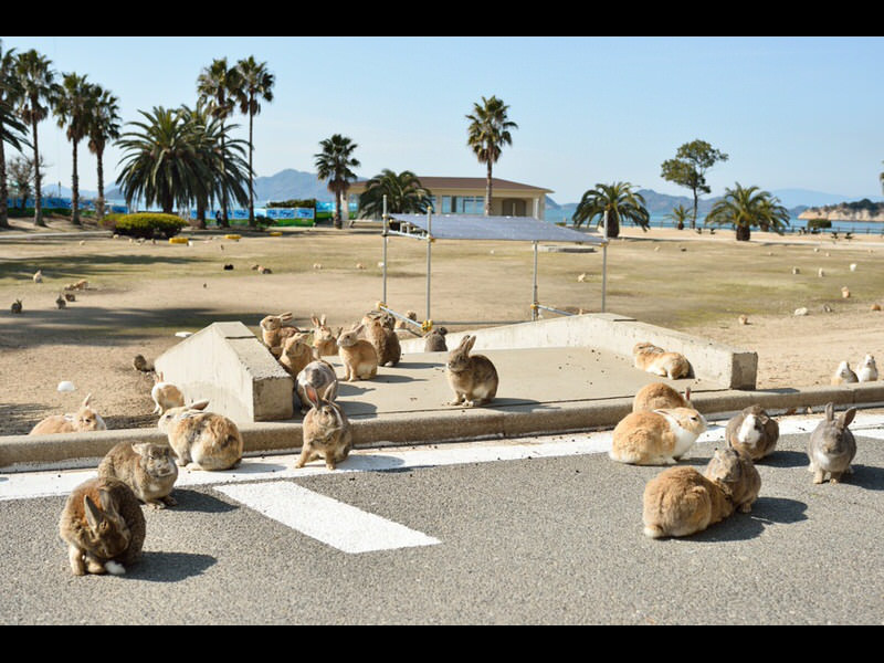 Okunoshima-Rabbit-Island