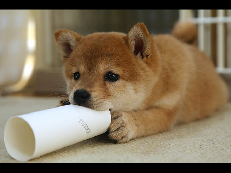 do japanese eat dogs mame shiba inu the cuteness of the small japanese goin japanesque do japanese eat dogs mame shiba inu the cuteness of the small japanese goin japanesque