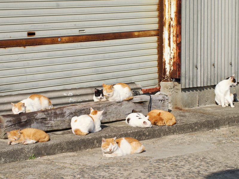 cat1