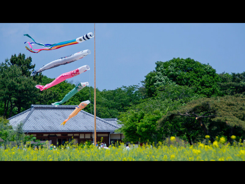 koinobori