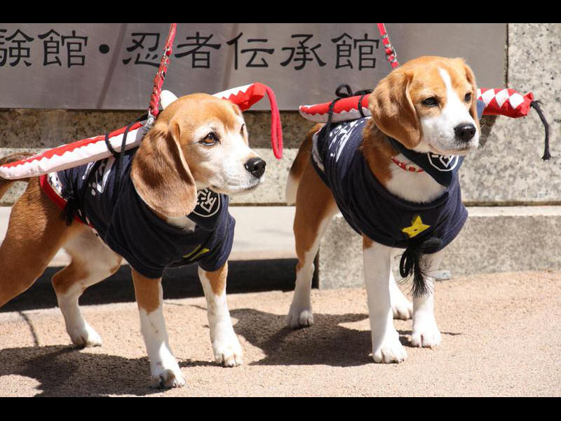 dog-cosplay-ninja