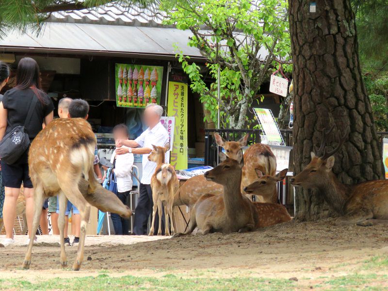 nara-deer-top