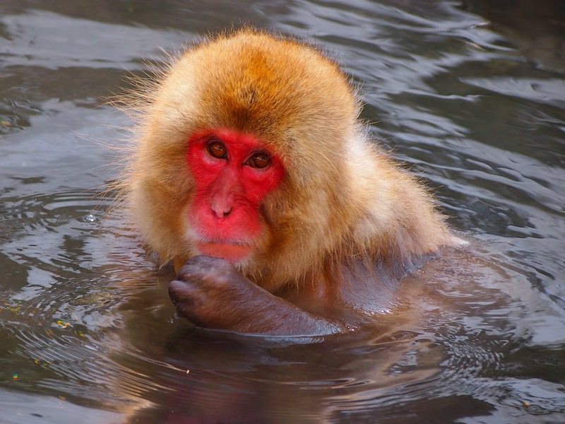 Jigokudani-Monkey-Park-Snow-Monkeys