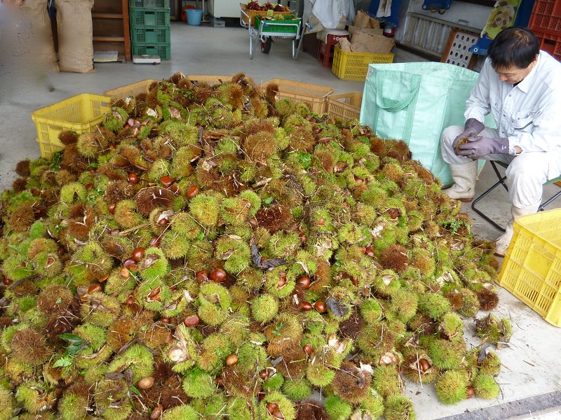 castanea-crenata-tamba