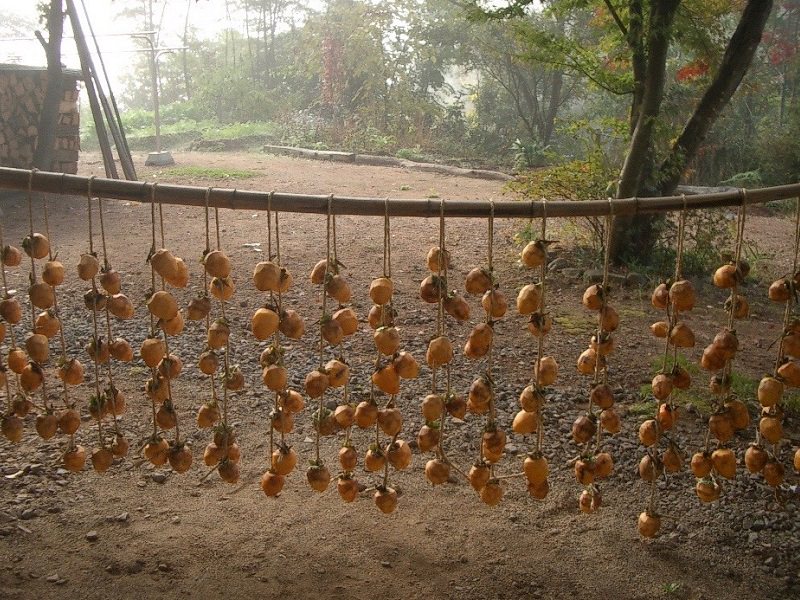 kaki-cachi-persimmon