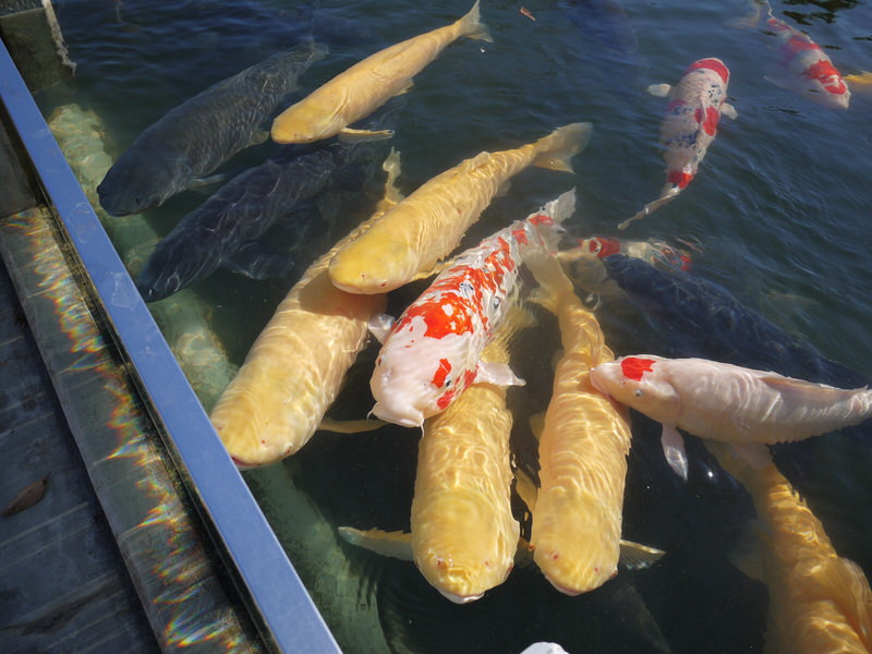 saitama-aquarium