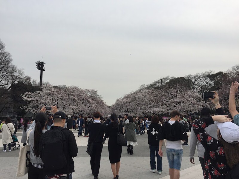 cherry-blossom-viewing