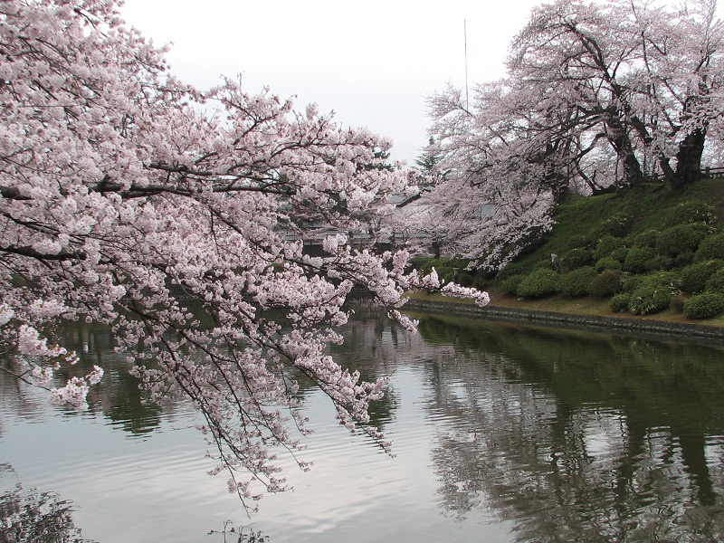 kyushu-sakura
